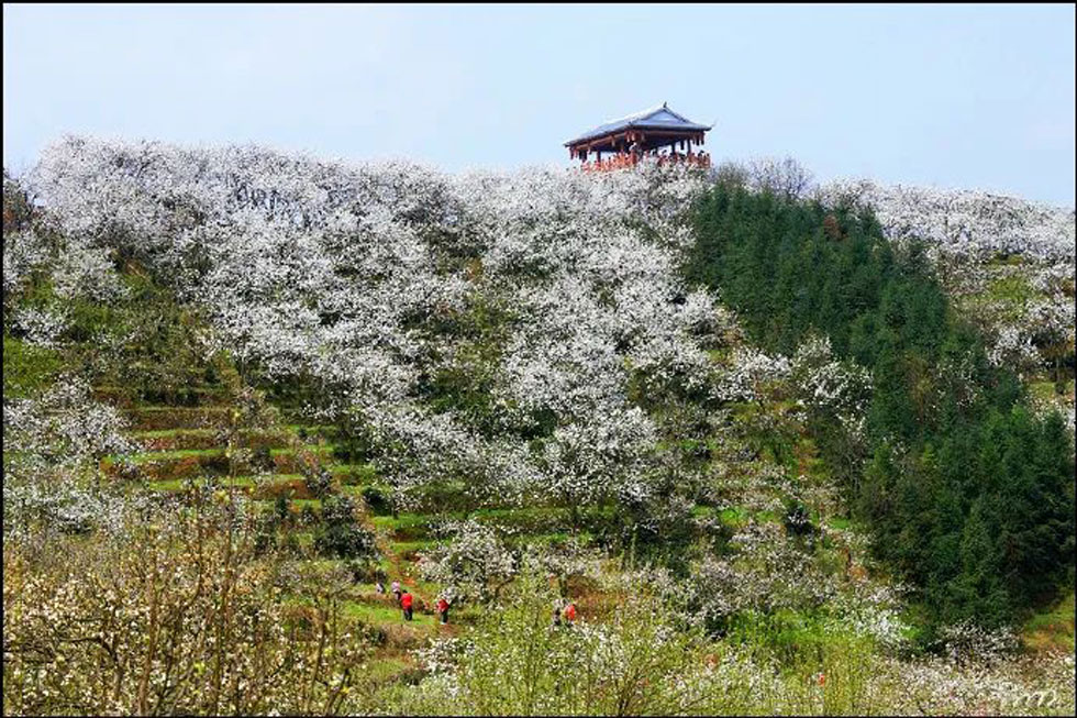 【春天，广西桂林灌阳县向您发出邀请！】我们在灌阳看梨花 - 游山玩水 - 巴彦淖尔盟生活社区 - 巴彦淖尔盟28生活网 bycem.28life.net