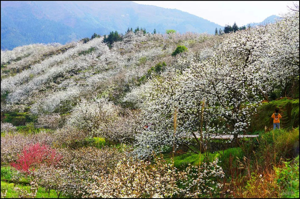 【春天，广西桂林灌阳县向您发出邀请！】我们在灌阳看梨花 - 游山玩水 - 巴彦淖尔盟生活社区 - 巴彦淖尔盟28生活网 bycem.28life.net