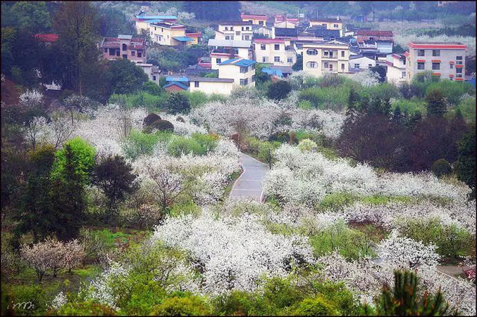 【春天，广西桂林灌阳县向您发出邀请！】我们在灌阳看梨花 - 游山玩水 - 巴彦淖尔盟生活社区 - 巴彦淖尔盟28生活网 bycem.28life.net