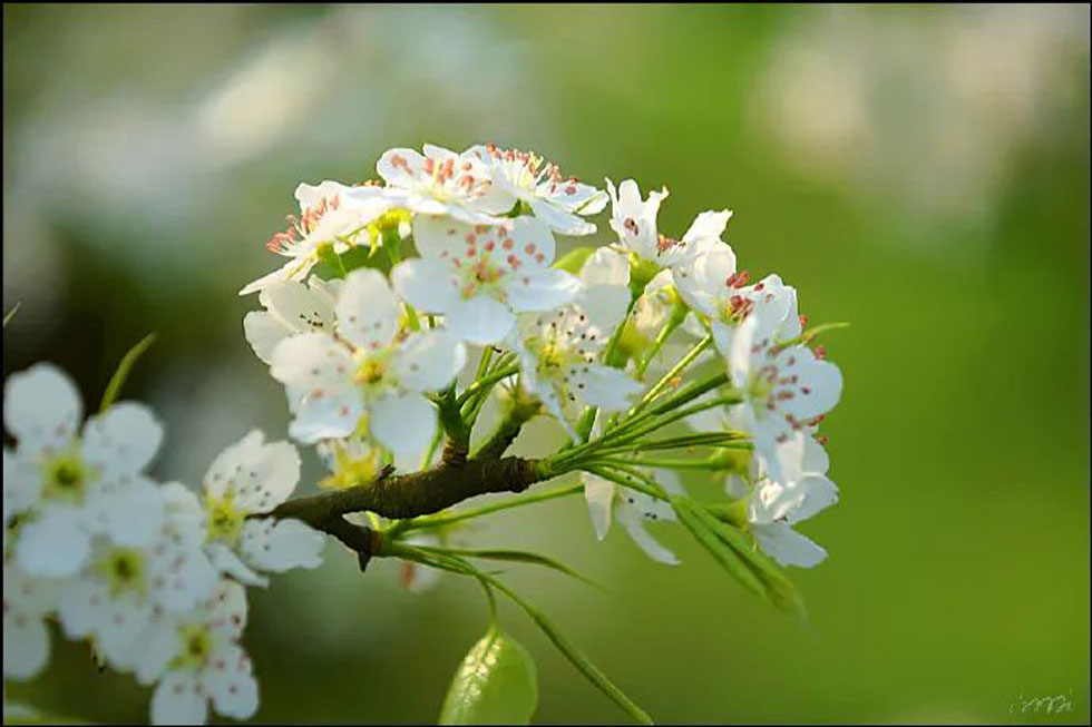 【春天，广西桂林灌阳县向您发出邀请！】我们在灌阳看梨花 - 游山玩水 - 巴彦淖尔盟生活社区 - 巴彦淖尔盟28生活网 bycem.28life.net
