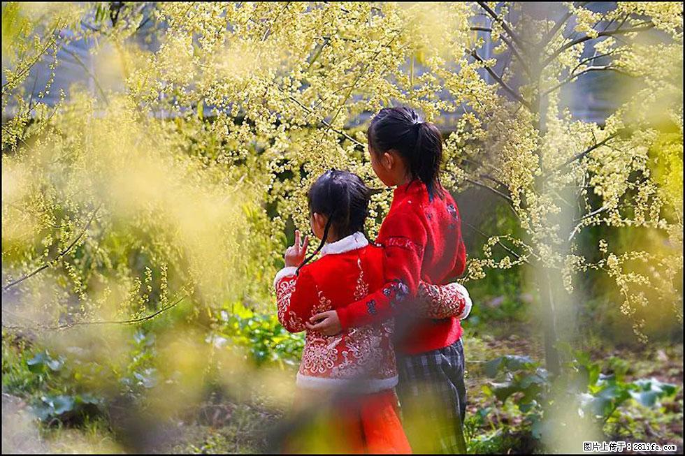 【春天，广西桂林灌阳县向您发出邀请！】米珠山前有片山苍子花在飘香 - 游山玩水 - 巴彦淖尔盟生活社区 - 巴彦淖尔盟28生活网 bycem.28life.net