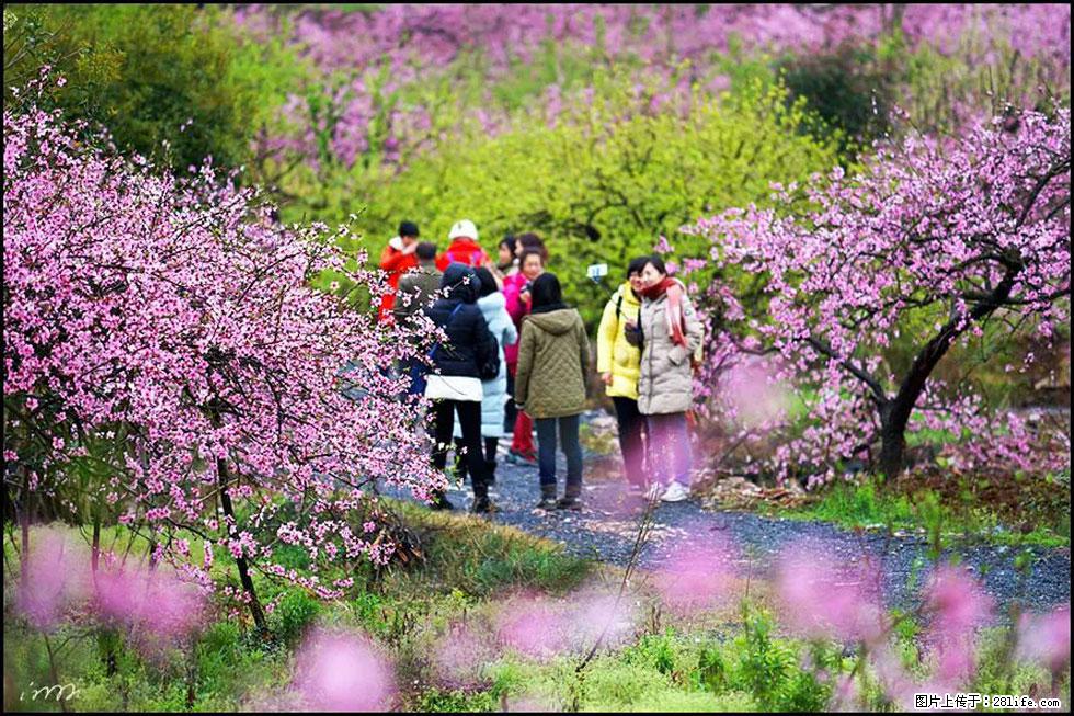 【春天，广西桂林灌阳县向您发出邀请！】官庄村有个醉美的桃花园 - 游山玩水 - 巴彦淖尔盟生活社区 - 巴彦淖尔盟28生活网 bycem.28life.net