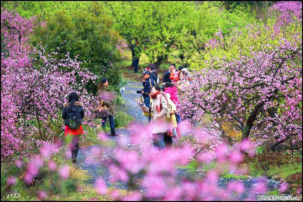 【春天，广西桂林灌阳县向您发出邀请！】官庄村有个醉美的桃花园 - 游山玩水 - 巴彦淖尔盟生活社区 - 巴彦淖尔盟28生活网 bycem.28life.net