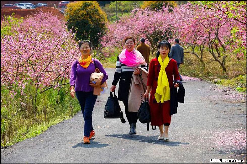 【春天，广西桂林灌阳县向您发出邀请！】官庄村有个醉美的桃花园 - 游山玩水 - 巴彦淖尔盟生活社区 - 巴彦淖尔盟28生活网 bycem.28life.net