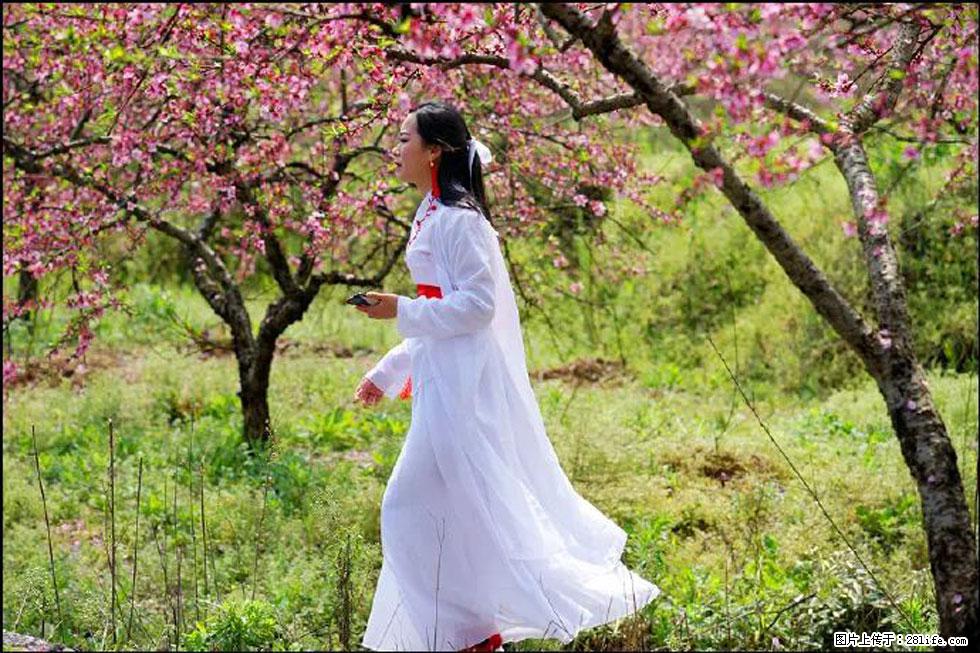 【春天，广西桂林灌阳县向您发出邀请！】官庄村有个醉美的桃花园 - 游山玩水 - 巴彦淖尔盟生活社区 - 巴彦淖尔盟28生活网 bycem.28life.net