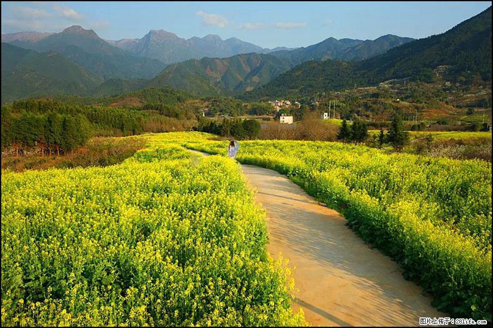 【春天，广西桂林灌阳县向您发出邀请！】长坪村油菜盛情花开 - 游山玩水 - 巴彦淖尔盟生活社区 - 巴彦淖尔盟28生活网 bycem.28life.net