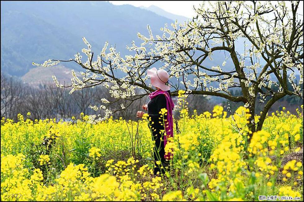 【春天，广西桂林灌阳县向您发出邀请！】长坪村油菜盛情花开 - 游山玩水 - 巴彦淖尔盟生活社区 - 巴彦淖尔盟28生活网 bycem.28life.net
