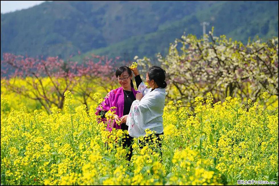 【春天，广西桂林灌阳县向您发出邀请！】长坪村油菜盛情花开 - 游山玩水 - 巴彦淖尔盟生活社区 - 巴彦淖尔盟28生活网 bycem.28life.net