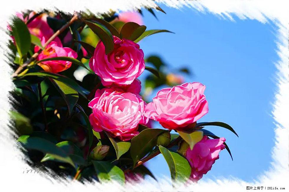 【春天，广西桂林灌阳县向您发出邀请！】杨柳井茶花惹人爱 - 游山玩水 - 巴彦淖尔盟生活社区 - 巴彦淖尔盟28生活网 bycem.28life.net