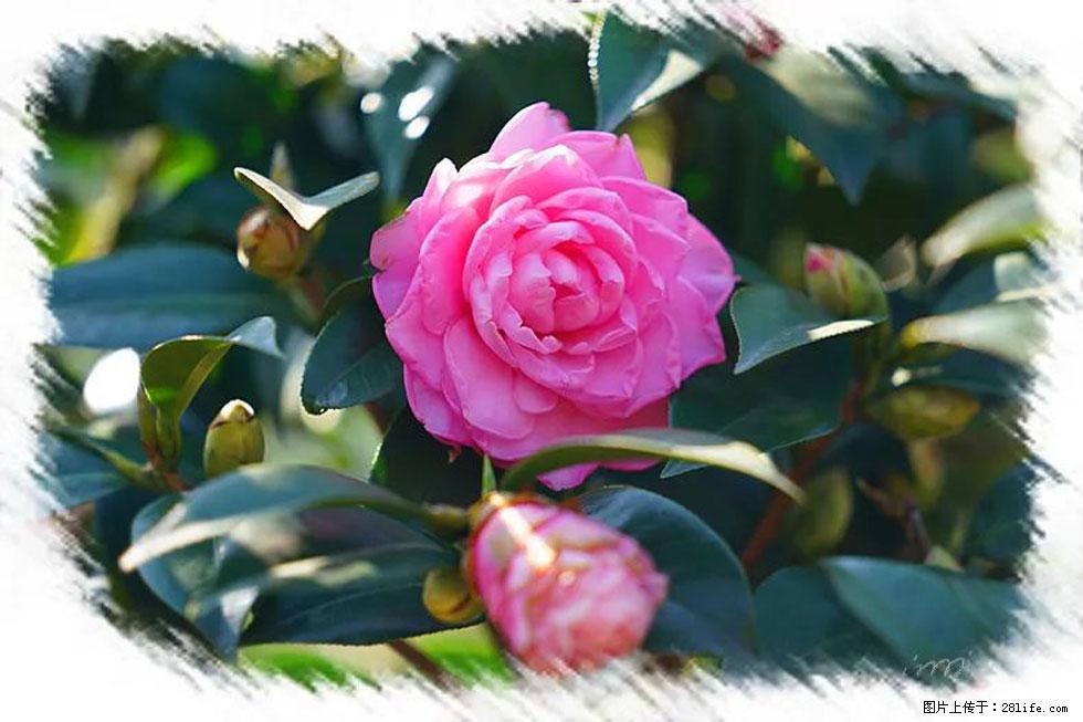 【春天，广西桂林灌阳县向您发出邀请！】杨柳井茶花惹人爱 - 游山玩水 - 巴彦淖尔盟生活社区 - 巴彦淖尔盟28生活网 bycem.28life.net