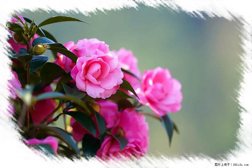 【春天，广西桂林灌阳县向您发出邀请！】杨柳井茶花惹人爱 - 游山玩水 - 巴彦淖尔盟生活社区 - 巴彦淖尔盟28生活网 bycem.28life.net