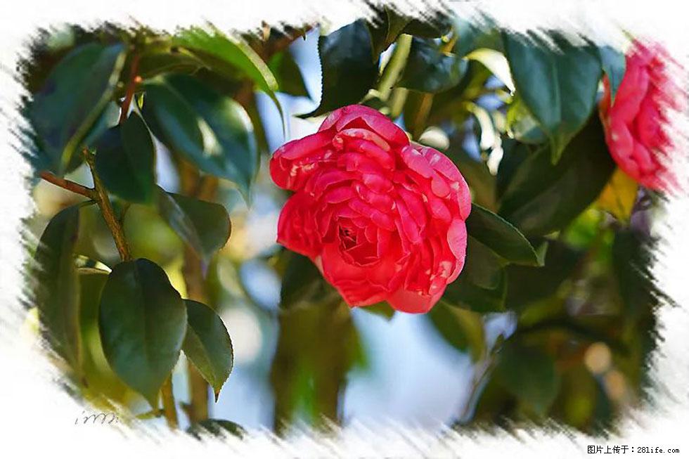 【春天，广西桂林灌阳县向您发出邀请！】杨柳井茶花惹人爱 - 游山玩水 - 巴彦淖尔盟生活社区 - 巴彦淖尔盟28生活网 bycem.28life.net
