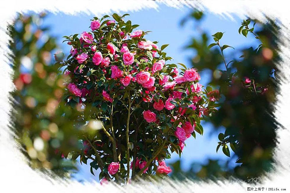 【春天，广西桂林灌阳县向您发出邀请！】杨柳井茶花惹人爱 - 游山玩水 - 巴彦淖尔盟生活社区 - 巴彦淖尔盟28生活网 bycem.28life.net
