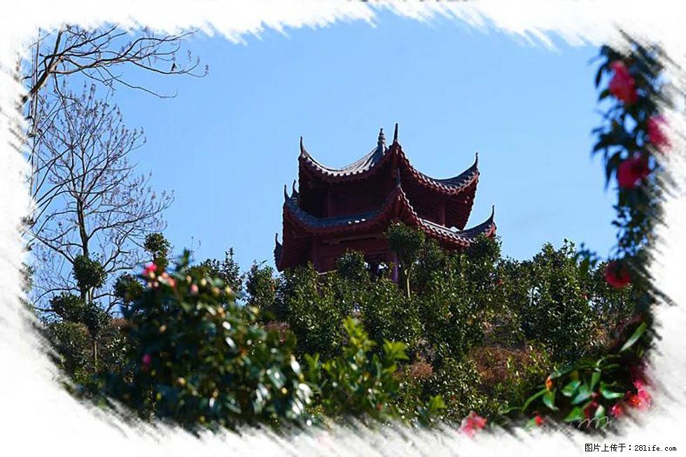 【春天，广西桂林灌阳县向您发出邀请！】杨柳井茶花惹人爱 - 游山玩水 - 巴彦淖尔盟生活社区 - 巴彦淖尔盟28生活网 bycem.28life.net