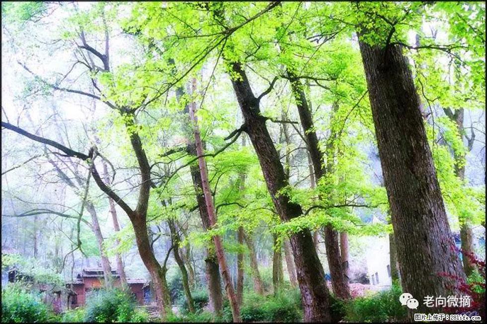 【春天，广西桂林灌阳县向您发出邀请！】在小龙村与春天约会 - 游山玩水 - 巴彦淖尔盟生活社区 - 巴彦淖尔盟28生活网 bycem.28life.net