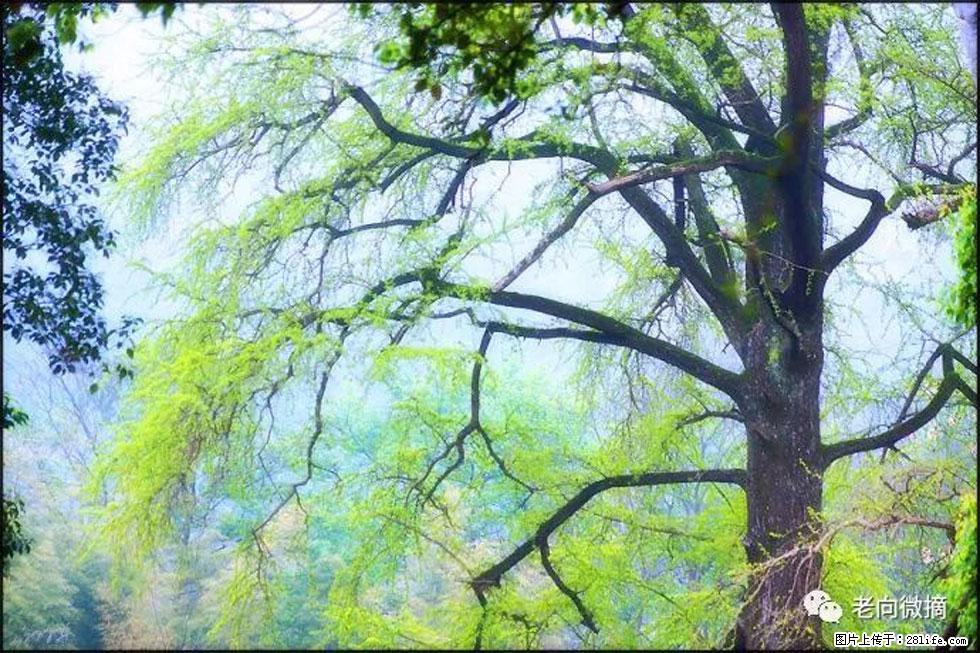 【春天，广西桂林灌阳县向您发出邀请！】在小龙村与春天约会 - 游山玩水 - 巴彦淖尔盟生活社区 - 巴彦淖尔盟28生活网 bycem.28life.net