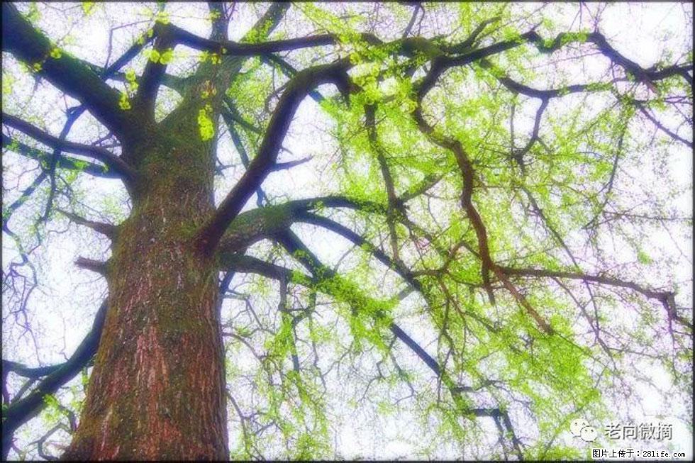 【春天，广西桂林灌阳县向您发出邀请！】在小龙村与春天约会 - 游山玩水 - 巴彦淖尔盟生活社区 - 巴彦淖尔盟28生活网 bycem.28life.net