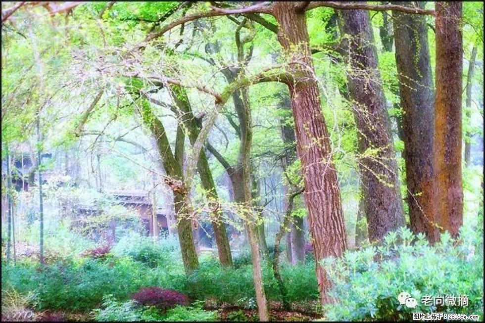 【春天，广西桂林灌阳县向您发出邀请！】在小龙村与春天约会 - 游山玩水 - 巴彦淖尔盟生活社区 - 巴彦淖尔盟28生活网 bycem.28life.net
