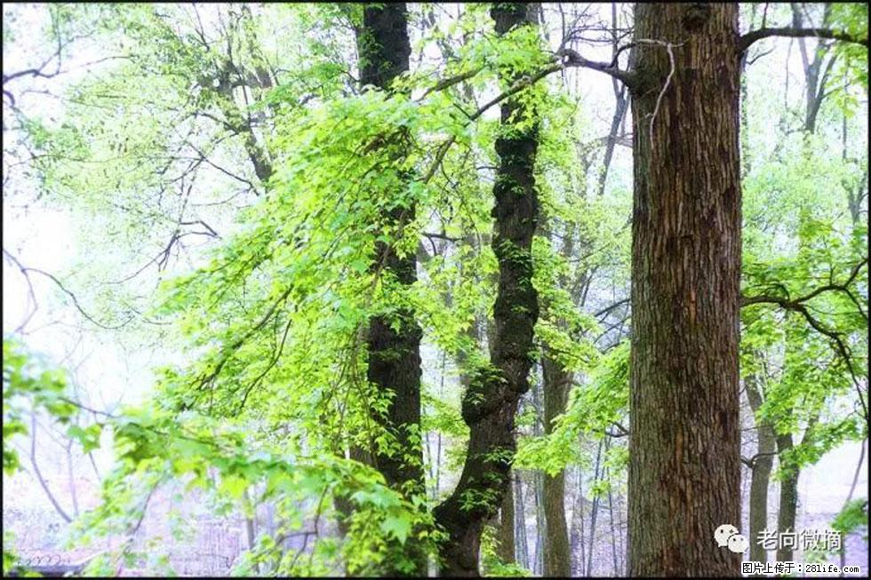 【春天，广西桂林灌阳县向您发出邀请！】在小龙村与春天约会 - 游山玩水 - 巴彦淖尔盟生活社区 - 巴彦淖尔盟28生活网 bycem.28life.net