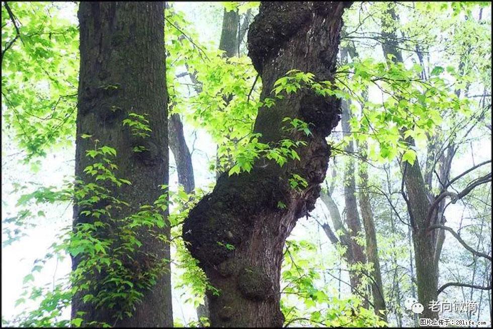 【春天，广西桂林灌阳县向您发出邀请！】在小龙村与春天约会 - 游山玩水 - 巴彦淖尔盟生活社区 - 巴彦淖尔盟28生活网 bycem.28life.net