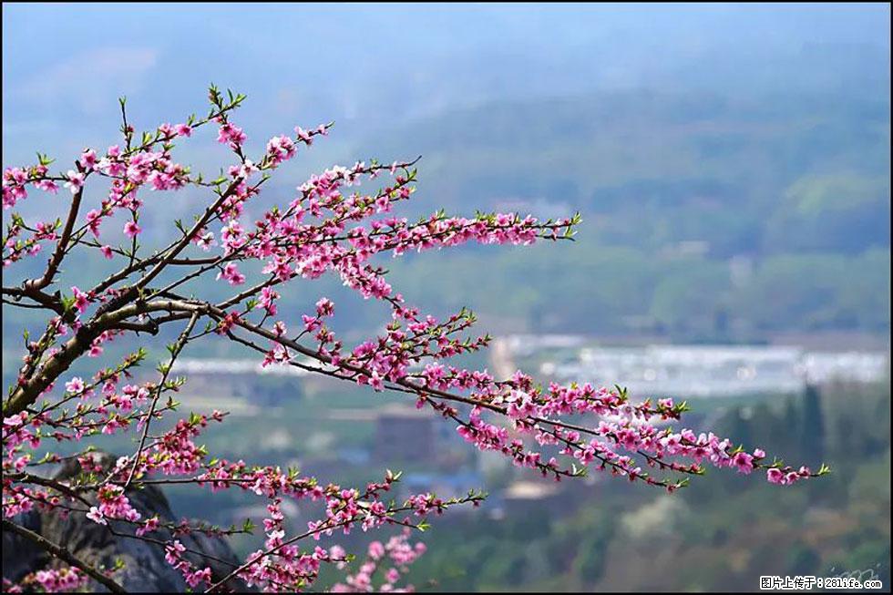 【春天，广西桂林灌阳县向您发出邀请！】望月岭上桃花开 - 游山玩水 - 巴彦淖尔盟生活社区 - 巴彦淖尔盟28生活网 bycem.28life.net