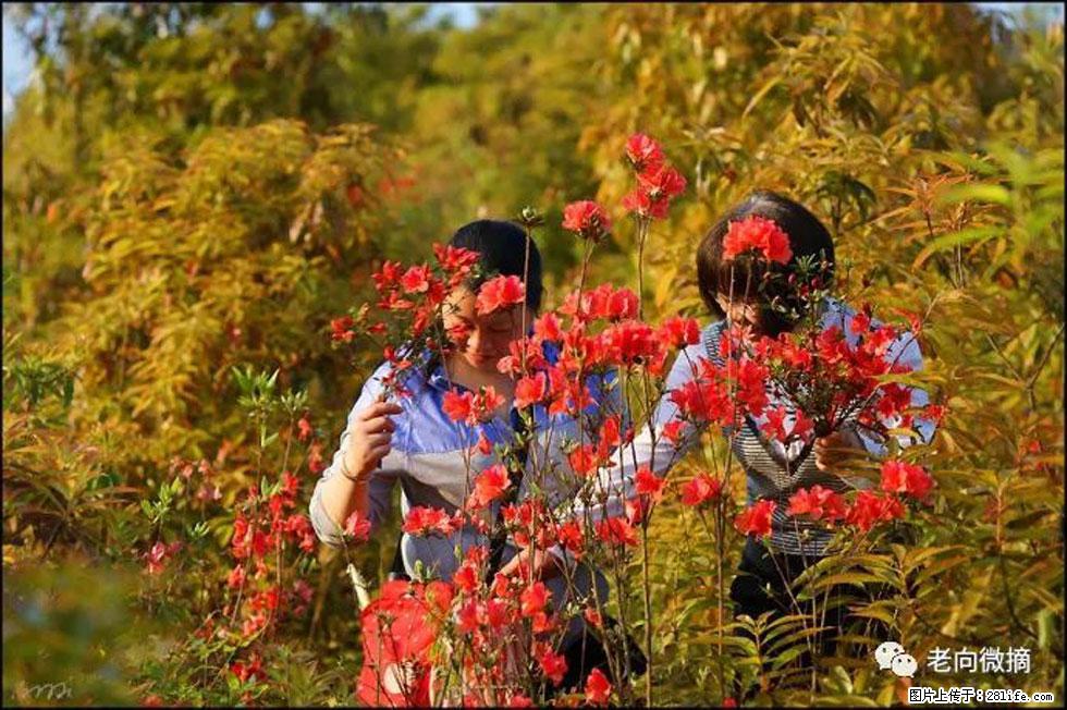 【春天，广西桂林灌阳县向您发出邀请！】登麒麟山，相约映山红 - 游山玩水 - 巴彦淖尔盟生活社区 - 巴彦淖尔盟28生活网 bycem.28life.net