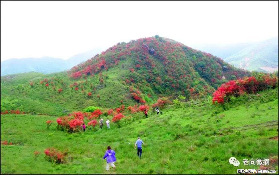 【春天，广西桂林灌阳县向您发出邀请！】宝盖山上映山红 - 游山玩水 - 巴彦淖尔盟生活社区 - 巴彦淖尔盟28生活网 bycem.28life.net
