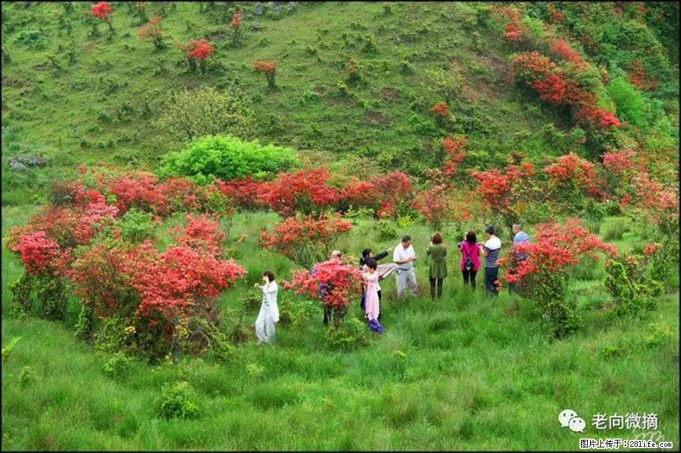 【春天，广西桂林灌阳县向您发出邀请！】宝盖山上映山红 - 游山玩水 - 巴彦淖尔盟生活社区 - 巴彦淖尔盟28生活网 bycem.28life.net