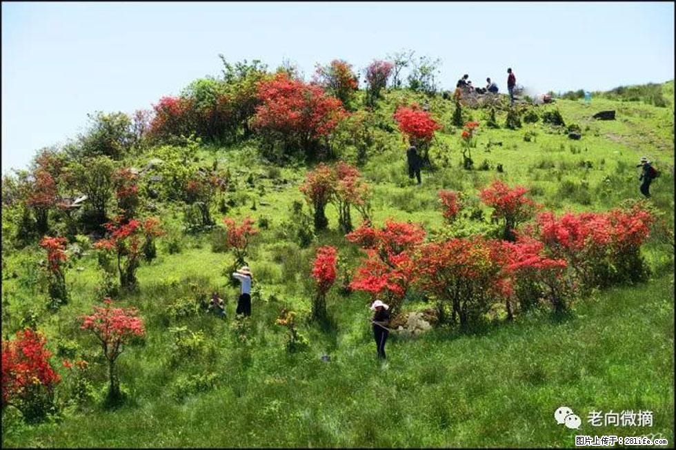 【春天，广西桂林灌阳县向您发出邀请！】宝盖山上映山红 - 游山玩水 - 巴彦淖尔盟生活社区 - 巴彦淖尔盟28生活网 bycem.28life.net