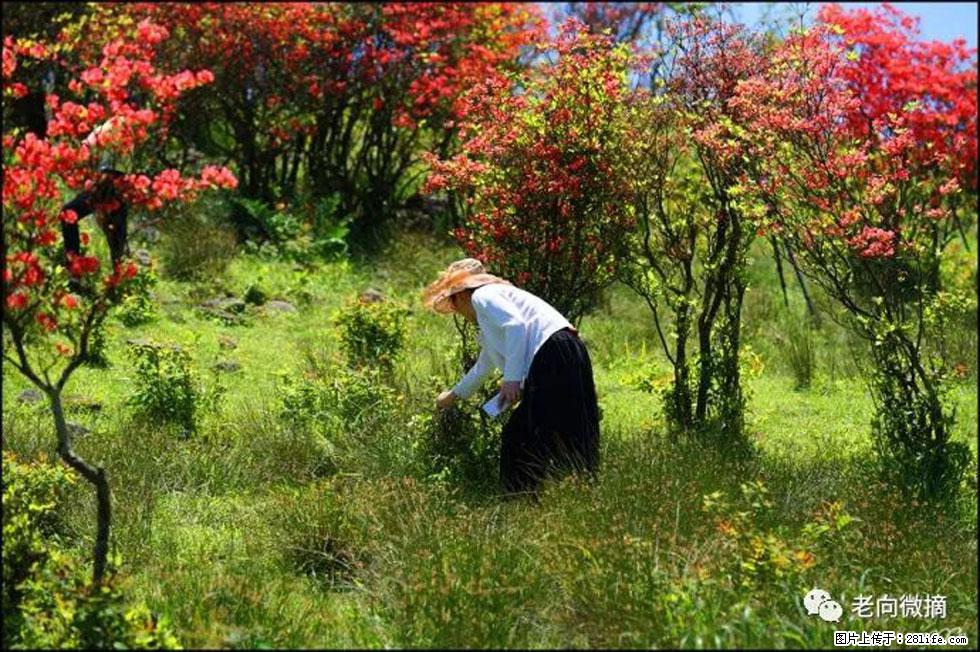 【春天，广西桂林灌阳县向您发出邀请！】宝盖山上映山红 - 游山玩水 - 巴彦淖尔盟生活社区 - 巴彦淖尔盟28生活网 bycem.28life.net