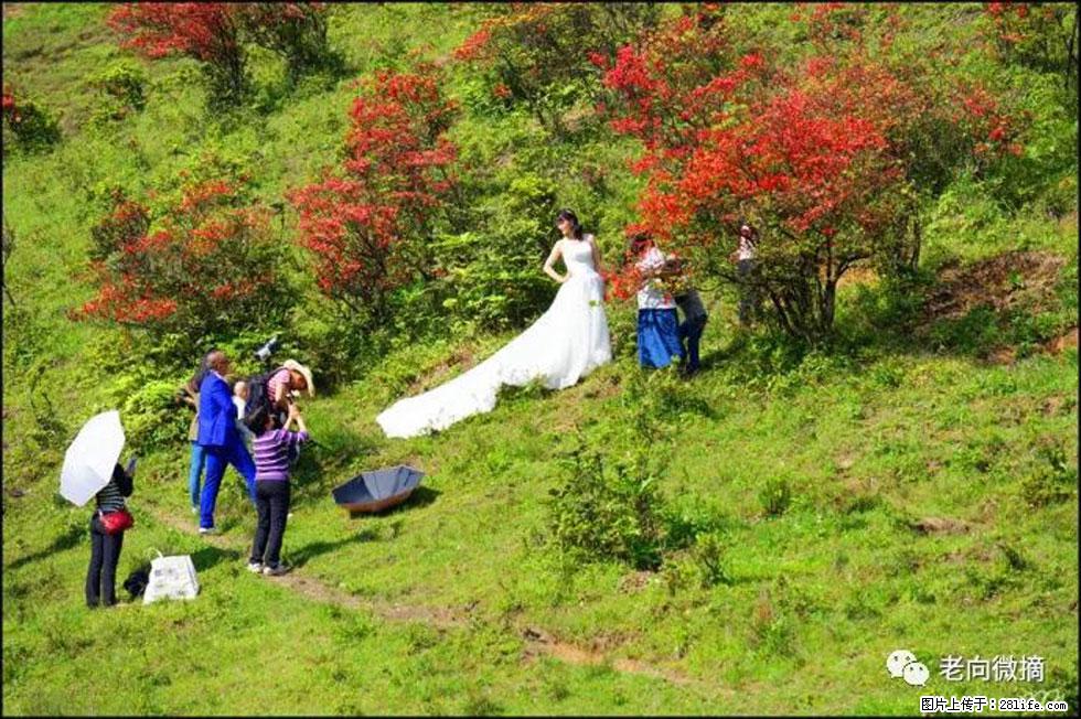 【春天，广西桂林灌阳县向您发出邀请！】宝盖山上映山红 - 游山玩水 - 巴彦淖尔盟生活社区 - 巴彦淖尔盟28生活网 bycem.28life.net