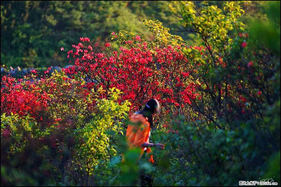 【春天，广西桂林灌阳县向您发出邀请！】春木界上映山红 - 游山玩水 - 巴彦淖尔盟生活社区 - 巴彦淖尔盟28生活网 bycem.28life.net