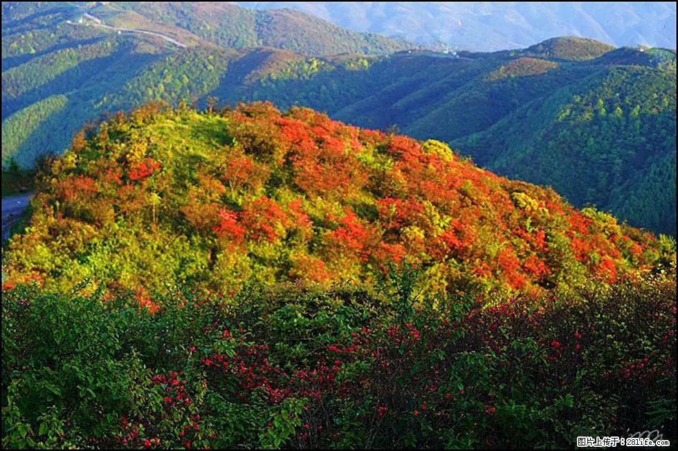 【春天，广西桂林灌阳县向您发出邀请！】春木界上映山红 - 游山玩水 - 巴彦淖尔盟生活社区 - 巴彦淖尔盟28生活网 bycem.28life.net