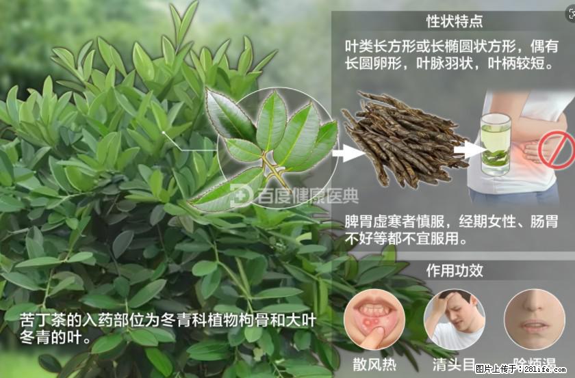 苦丁茶有哪些功效和作用 - 生活百科 - 巴彦淖尔盟生活社区 - 巴彦淖尔盟28生活网 bycem.28life.net