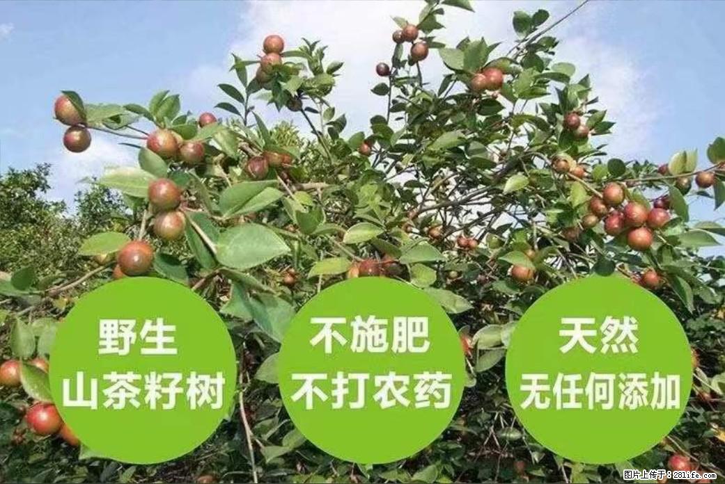 【灌阳县油茶产业示范区】一个有着充实的精神生活的人，对待身外之物自会有一种淡泊的态度 - 土特产 - 饮食特产 - 巴彦淖尔盟分类信息 - 巴彦淖尔盟28生活网 bycem.28life.net