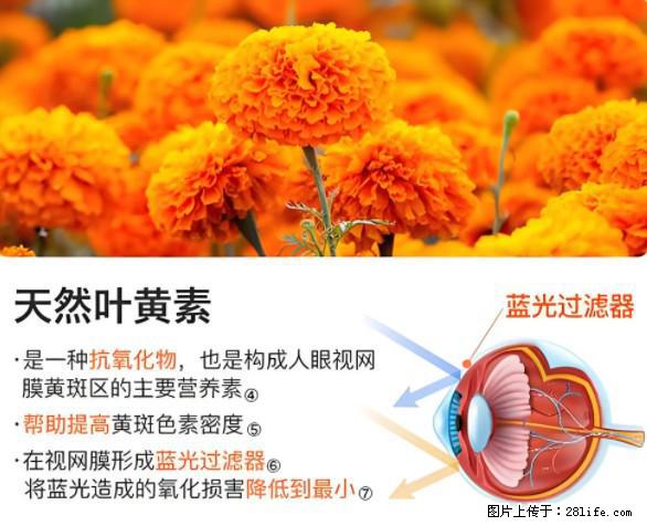 叶黄素有什么功效和作用 - 生活百科 - 巴彦淖尔盟生活社区 - 巴彦淖尔盟28生活网 bycem.28life.net