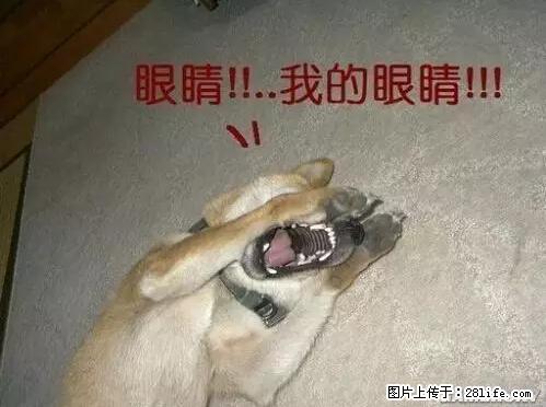 笑癫了！一女的怀孕三年未生，他终于忍不住了... - 娱乐八卦 - 巴彦淖尔盟生活社区 - 巴彦淖尔盟28生活网 bycem.28life.net