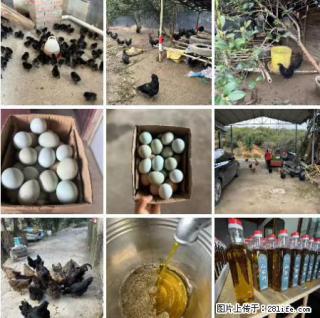 油茶园从小鸡仔开始养起的纯土鸡、土鸡蛋可以预定啦！还有前几天刚榨的纯山茶油哦 - 巴彦淖尔盟28生活网 bycem.28life.net