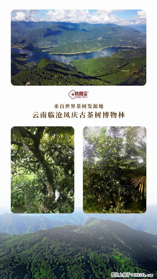 时间果百年古树2025年春红茶 - 购物交流 - 巴彦淖尔盟生活社区 - 巴彦淖尔盟28生活网 bycem.28life.net