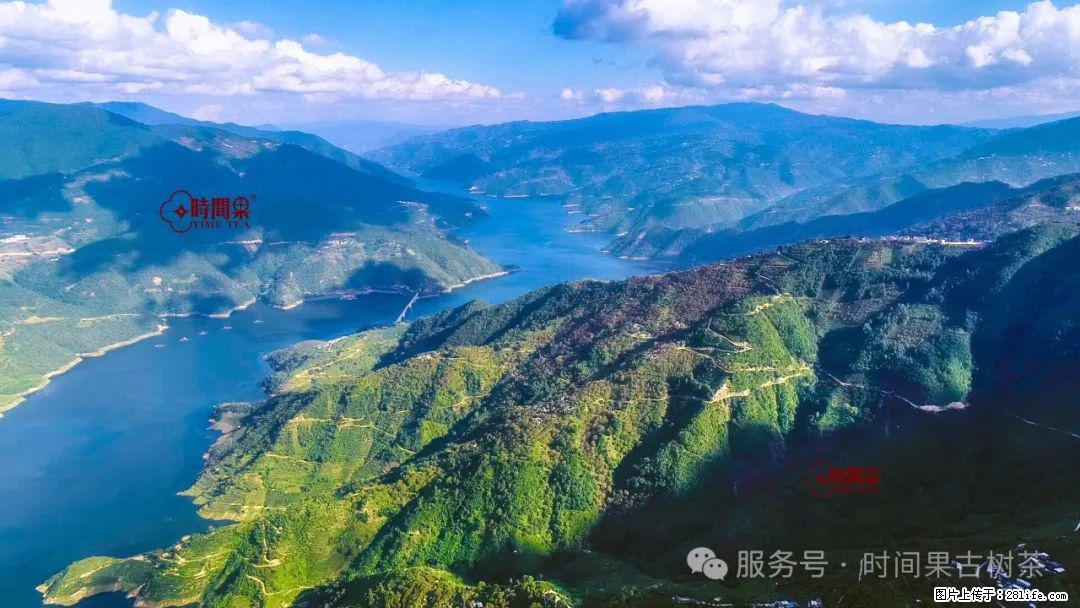时间果百年古树龙珠普洱生茶 - 购物交流 - 巴彦淖尔盟生活社区 - 巴彦淖尔盟28生活网 bycem.28life.net