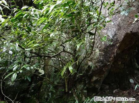 平乐石崖茶，珍贵仅次于金花茶 - 巴彦淖尔盟生活资讯 - 巴彦淖尔盟28生活网 bycem.28life.net