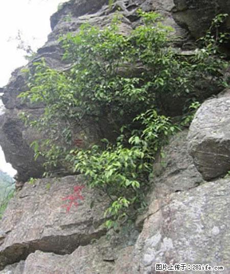 平乐石崖茶，珍贵仅次于金花茶 - 巴彦淖尔盟生活资讯 - 巴彦淖尔盟28生活网 bycem.28life.net