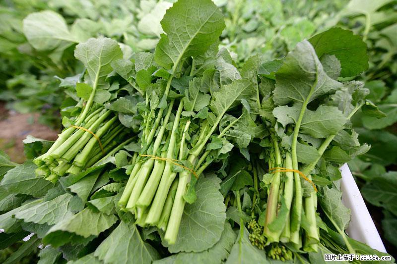 这些蔬菜是“天然钙片”，这6种被医生重点推荐 - 巴彦淖尔盟生活资讯 - 巴彦淖尔盟28生活网 bycem.28life.net